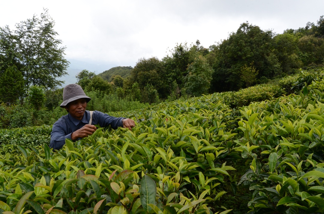 Бада Шань - история терруара