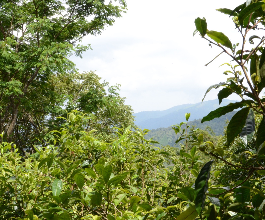 Нань Нуо Шань - Шен Пуэр