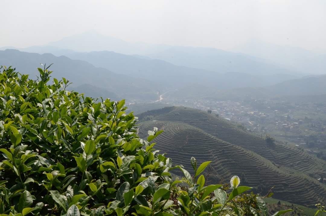 Аньси - Те Гуань Инь