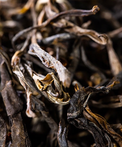 Mensong Gushen2023 2